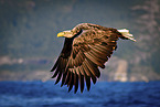 Seeadler