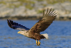 Seeadler