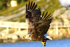 Seeadler