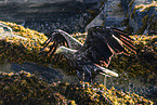 Seeadler