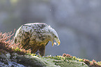 Seeadler