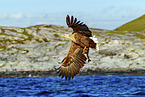 Seeadler