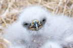 Seeadler Baby