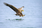 Seeadler