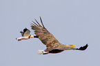 Seeadler und Brandgans