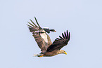 Seeadler und Brandgans