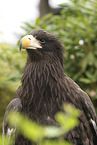 Seeadler