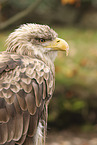 Seeadler