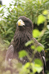 Seeadler