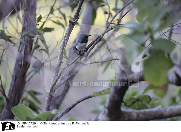 Seidenmonarch / Satin Flycatcher / FF-16729