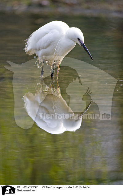 Seidenreiher / Little Egret / WS-02237