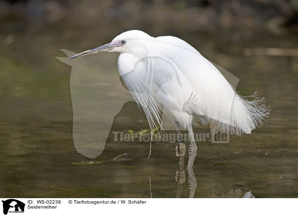 Seidenreiher / Little Egret / WS-02238