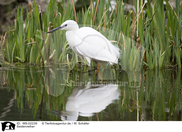 Seidenreiher / Little Egret / WS-02239