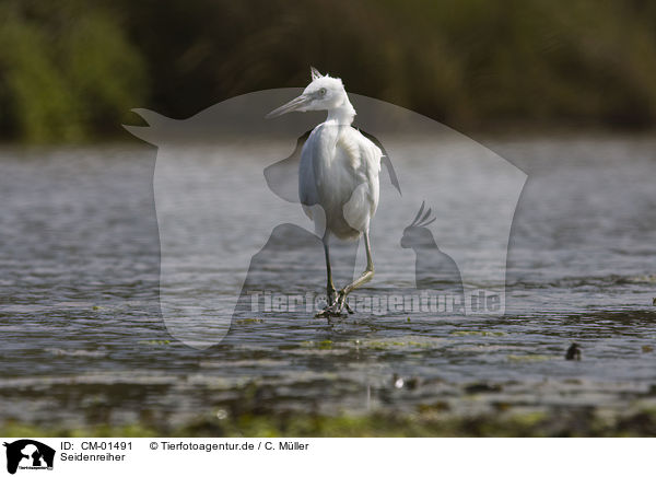 Seidenreiher / CM-01491