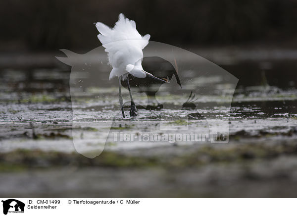 Seidenreiher / little egret / CM-01499