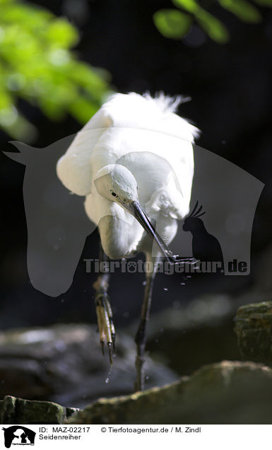 Seidenreiher / little egret / MAZ-02217