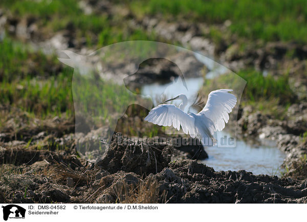 Seidenreiher / little egret / DMS-04582