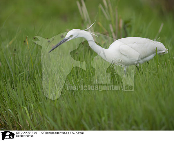 Seidenreiher / Little Egret / AXK-01189