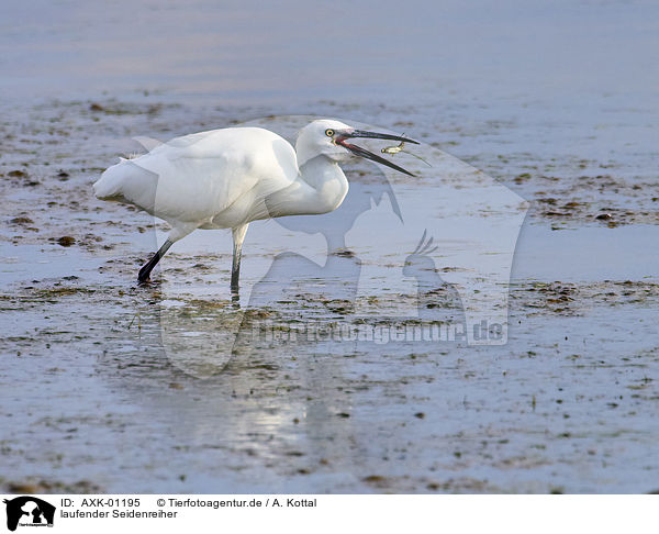 laufender Seidenreiher / walking Little Egret / AXK-01195