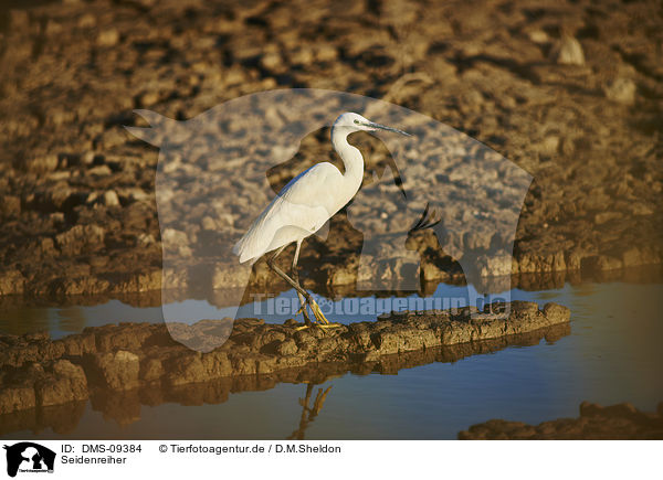 Seidenreiher / little egret / DMS-09384