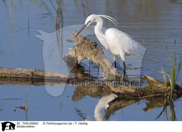 Seidenreiher / little egret / THA-08962