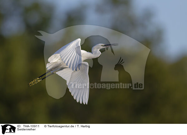Seidenreiher / little egret / THA-10911