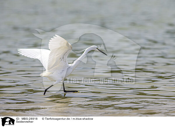 Seidenreiher / little egret / MBS-28918