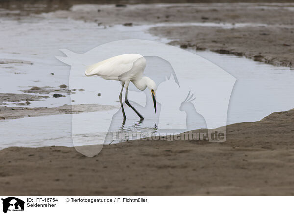 Seidenreiher / little egret / FF-16754