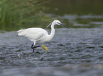 laufender Seidenreiher