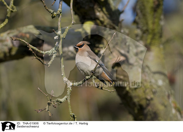 Seidenschwanz / THA-01906