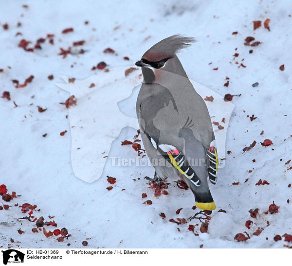 Seidenschwanz / Bohemian waxwing / HB-01369