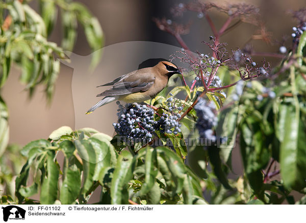 Seidenschwanz / Bohemian waxwing / FF-01102