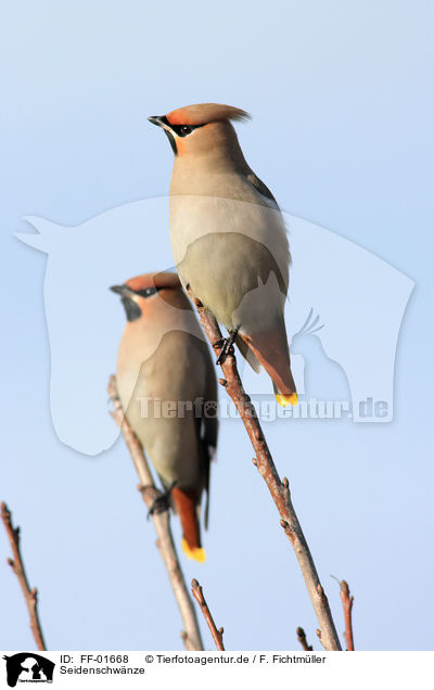 Seidenschwnze / Bohemian waxwing / FF-01668