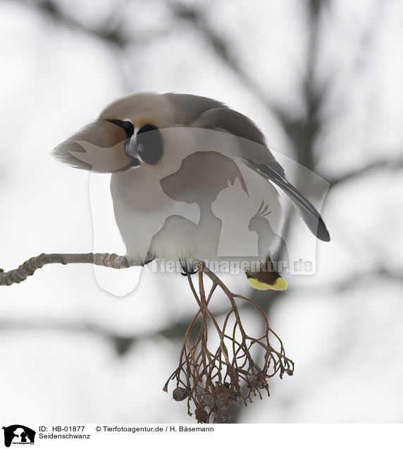 Seidenschwanz / Bohemian waxwing / HB-01877