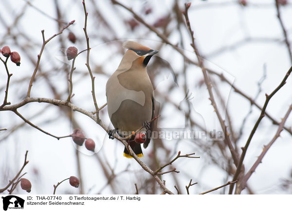 sitzender Seidenschwanz / sitting Bohemian Waxwing / THA-07740