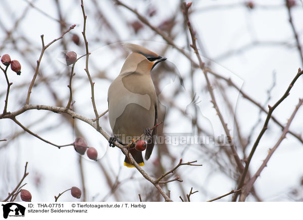 sitzender Seidenschwanz / sitting Bohemian Waxwing / THA-07751