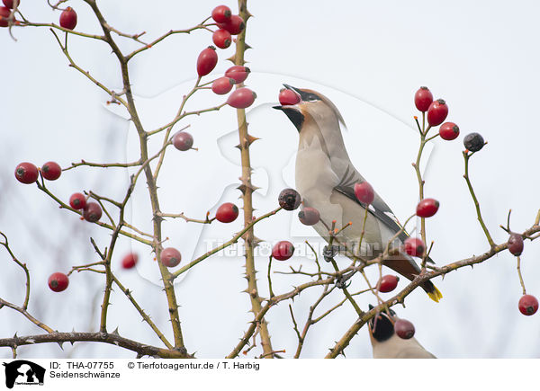 Seidenschwnze / Bohemian Waxwings / THA-07755