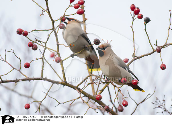 sitzende Seidenschwnze / sitting Bohemian Waxwings / THA-07759