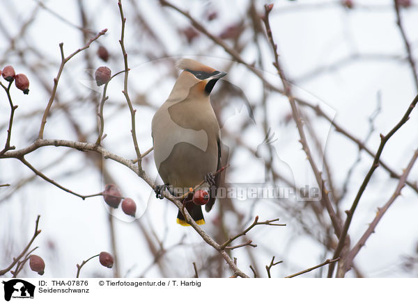 Seidenschwanz / Bohemian waxwing / THA-07876