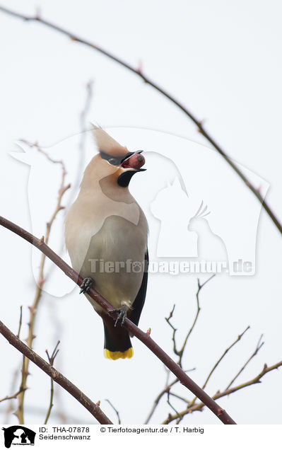 Seidenschwanz / Bohemian waxwing / THA-07878