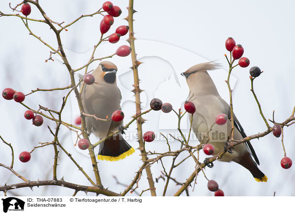 Seidenschwnze / Bohemian waxwings / THA-07883