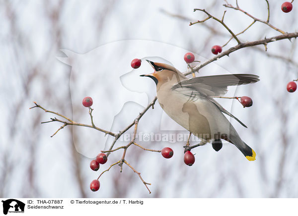 Seidenschwanz / Bohemian waxwing / THA-07887