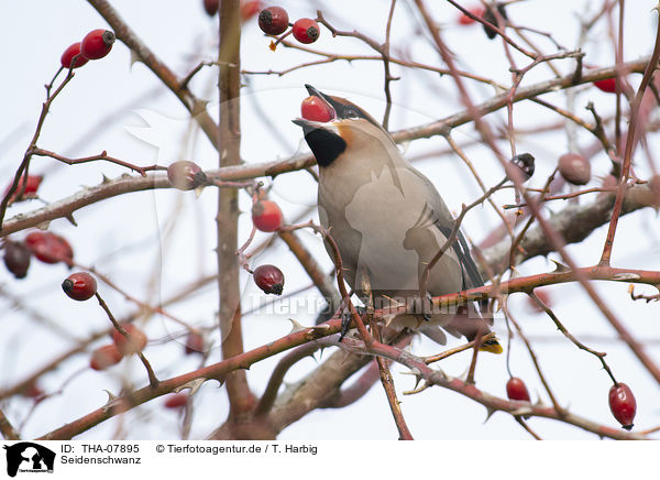 Seidenschwanz / Bohemian waxwing / THA-07895