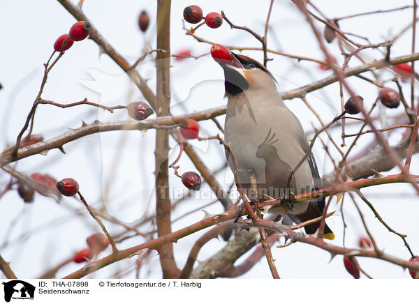 Seidenschwanz / Bohemian waxwing / THA-07898