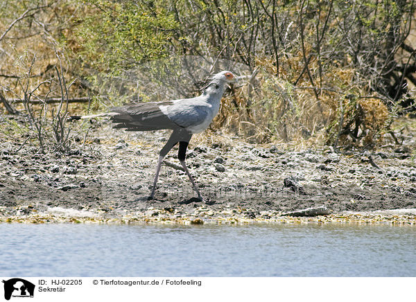 Sekretr / Secretary Bird / HJ-02205