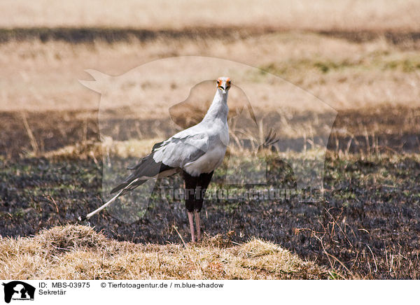 Sekretr / secretarybird / MBS-03975