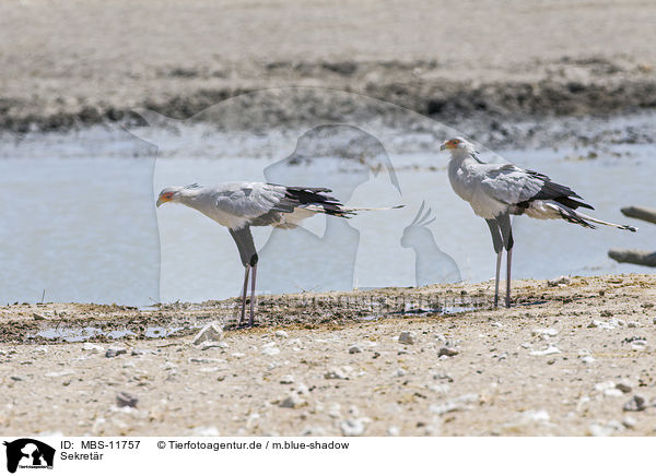 Sekretr / secretarybirds / MBS-11757