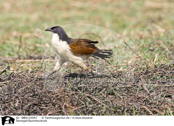 Senegal-Spornkuckuck / Senegal coucal / MBS-03947