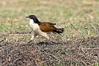 Senegal-Spornkuckuck