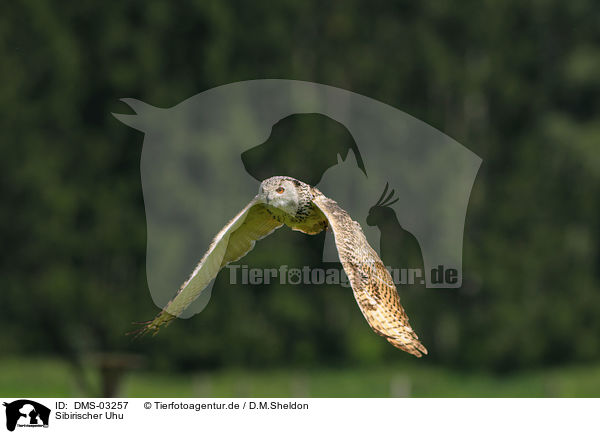 Sibirischer Uhu / DMS-03257
